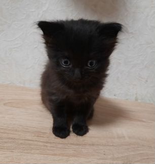 Кошки
