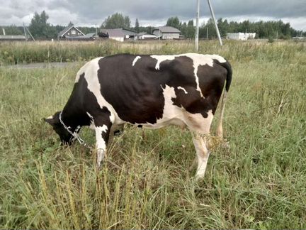 Корова голштинской породы - фотография № 1