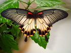 Живые тропические бабочки Papilio Polyxenes