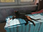 Кошка вязка бурманская