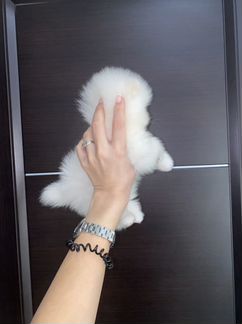 Белый померанский шпиц