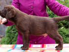 Шоколадные щенки лабрадора объявление продам